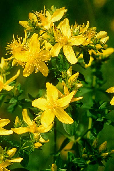 Millepertuis perforé